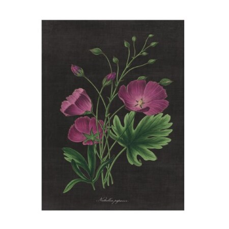Wild Apple Portfolio 'Botanical On Black Chart XIII' Canvas Art,18x24